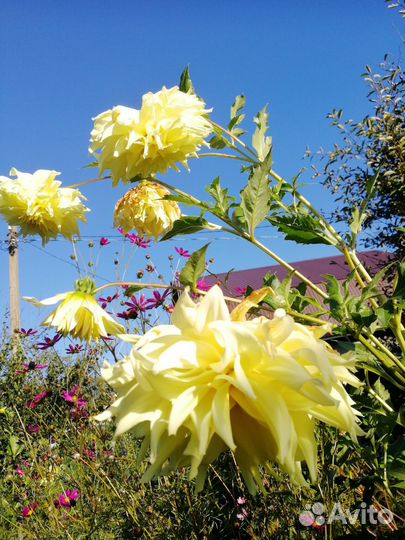 Гипсофила, хоста и др