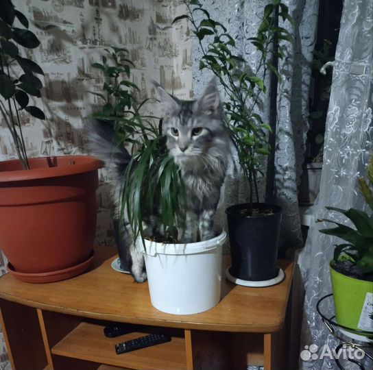 Мейн-кун вязка