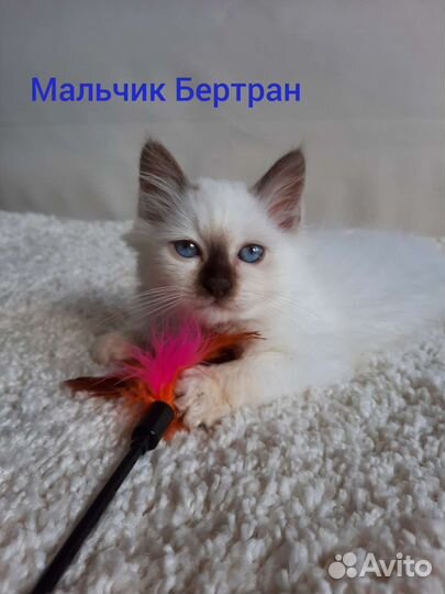 Котята - редкая порода