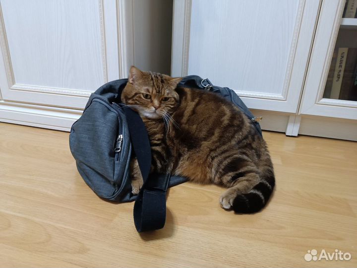 Древесный наполнитель для кота/кошки