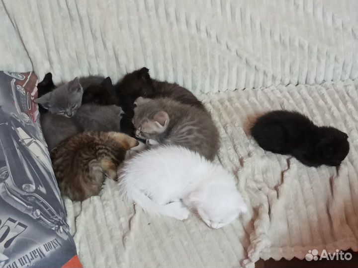 Шотландская кошка