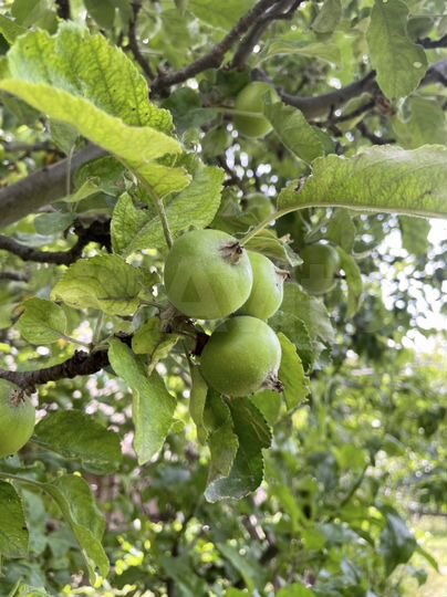 Дом 283,7 м² на участке 6 сот.