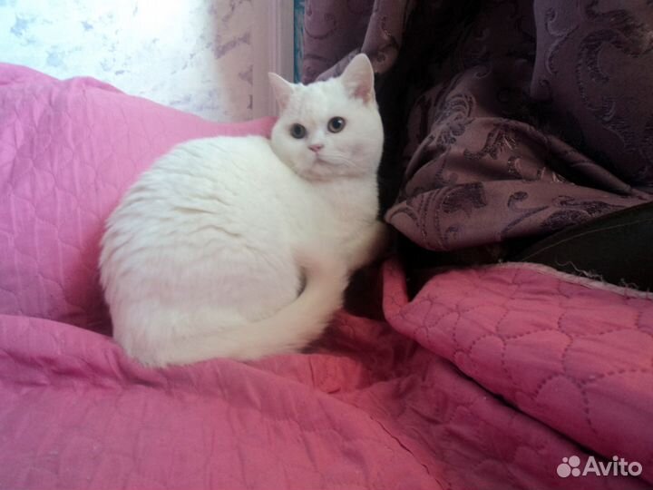 Белая девочка с янтарными глазами