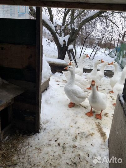 Гуси линда