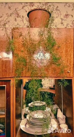 Домашний цветок