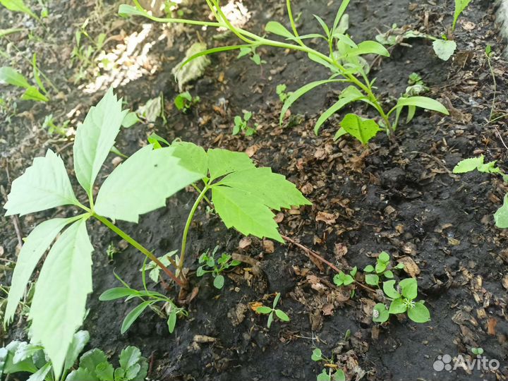 Саженцы девичий виноград