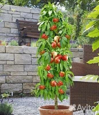 Колоновидный персик,груша,яблоня