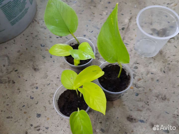 Эпипремнум (сциндапсус)