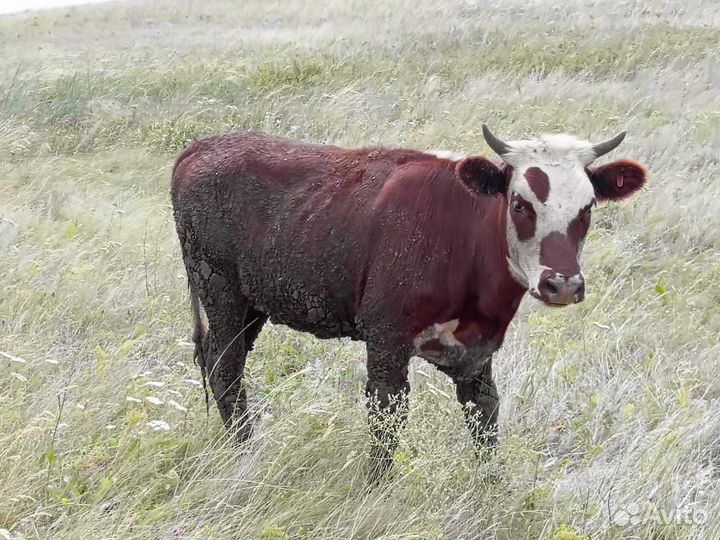 Быки,Коровы,телята