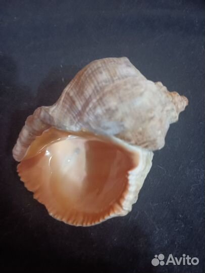 Ракушка морская