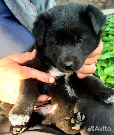 Отдам щенка в добрые руки бесплатно