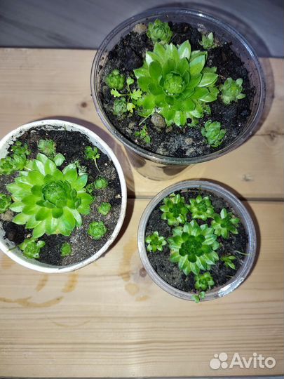 Каменная роза