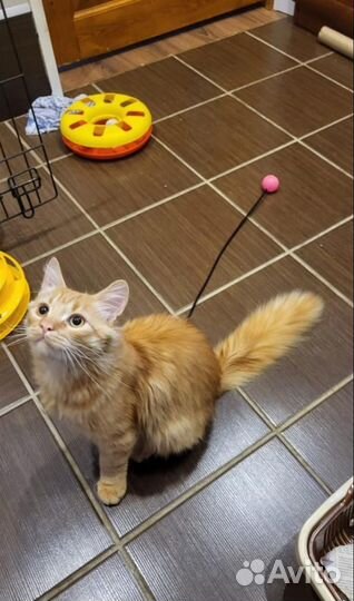 Рыжий котик