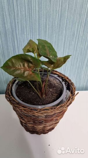 Сингониум Брокант