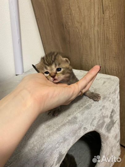 Вислоухие котята