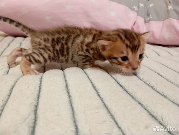 Бенгальские котята