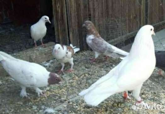 Голуби