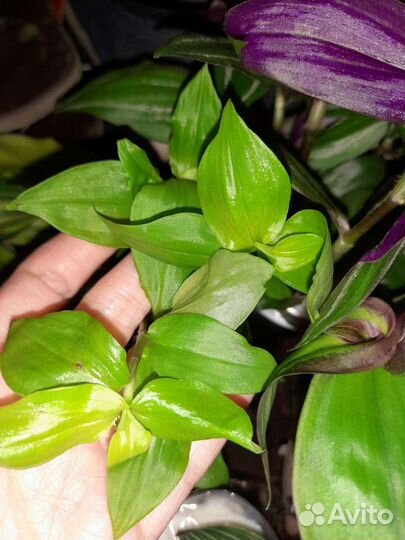 Традесканции, много сортов