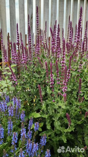 Шалфей дубравный