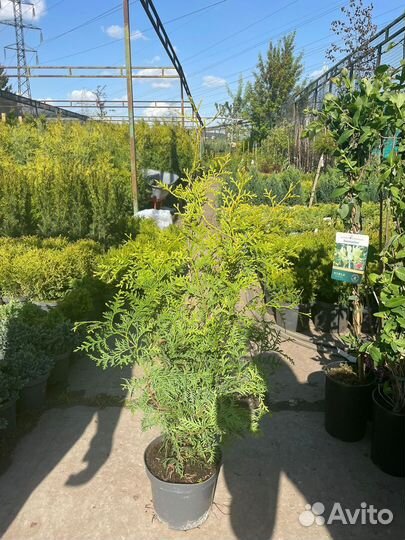 Туя Брабант 160-180см