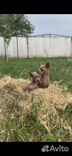 Тои терьер мини