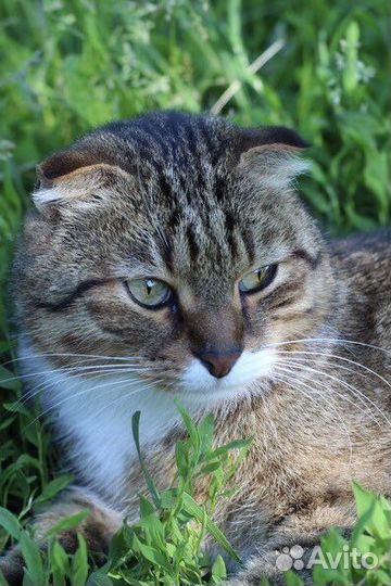 Консультация ветеринара