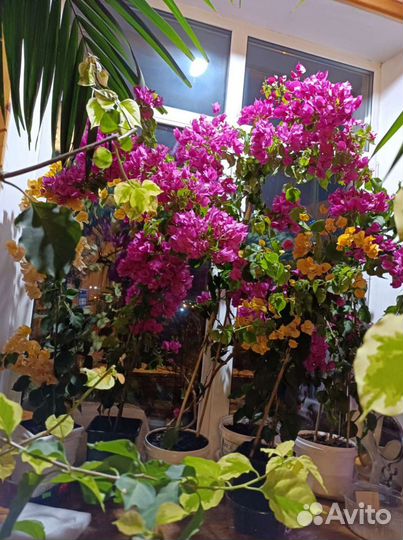 Бугенвиллия