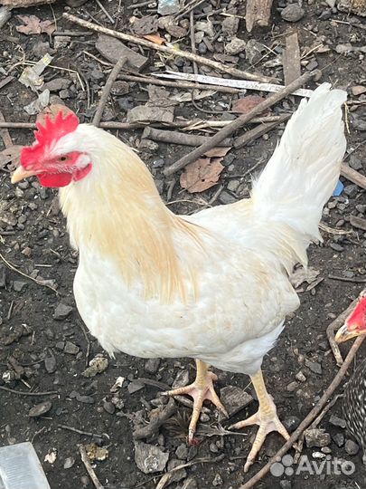 Молодой Петух