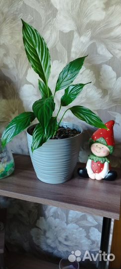 Комнатные цветы