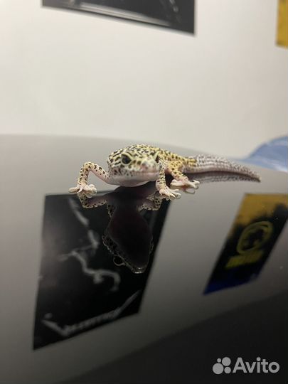 Эублефар самка