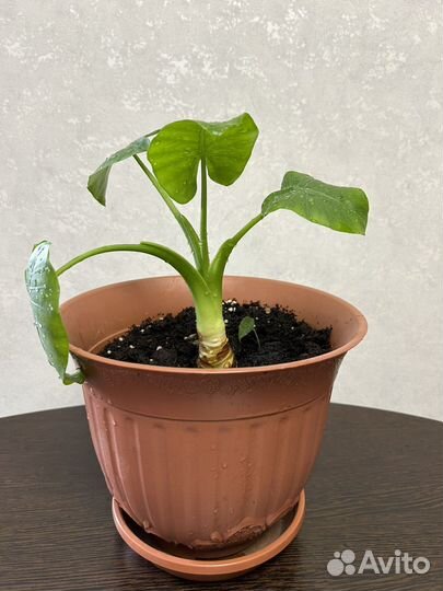 Комнатное растение