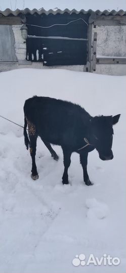 Продается телочка, годовалая