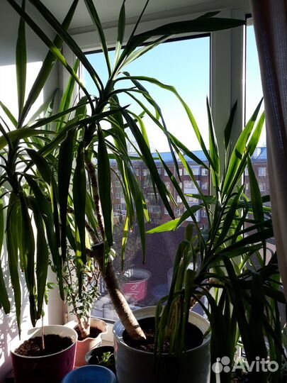 Пальма юкка