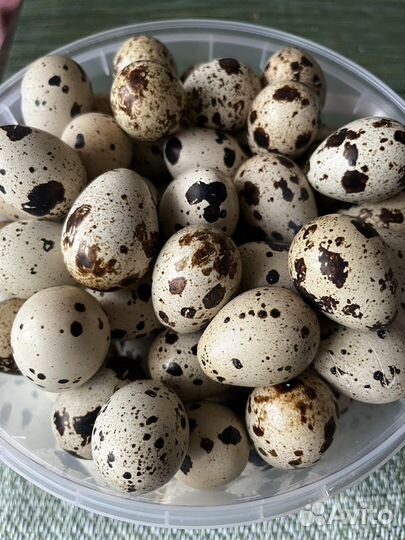 Яйца перепелиные