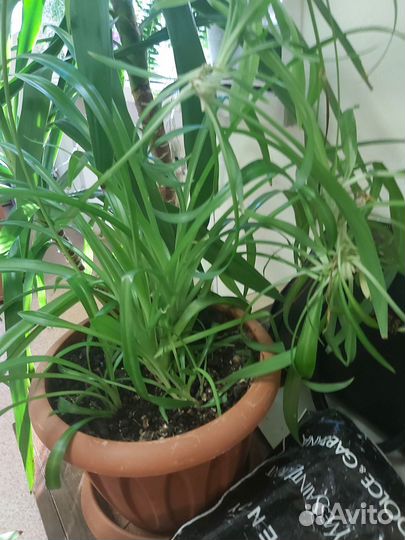 Хлорофитум