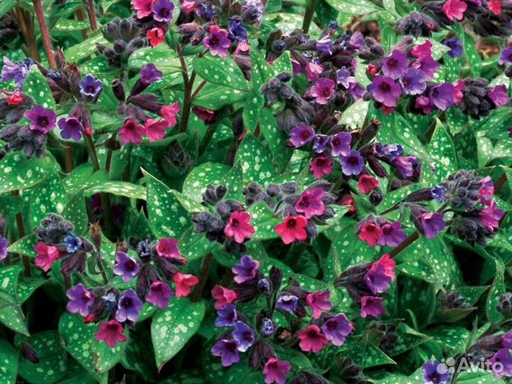 Садовые растения