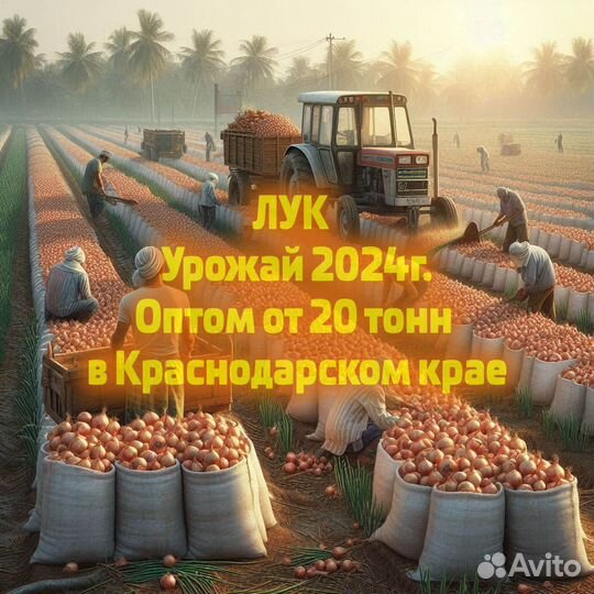 Лук репчатый Оптом 2024г. в Краснодарском крае