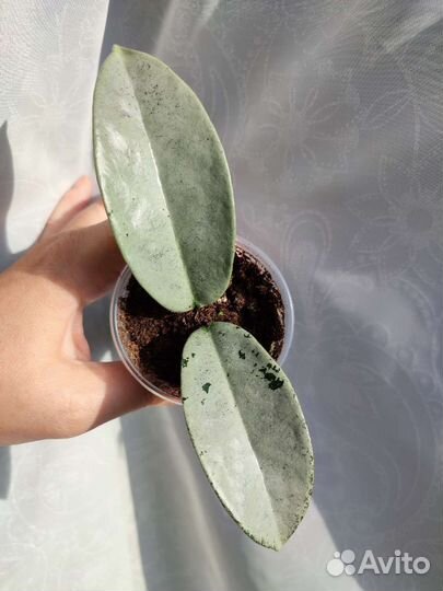 Хойи укорененные