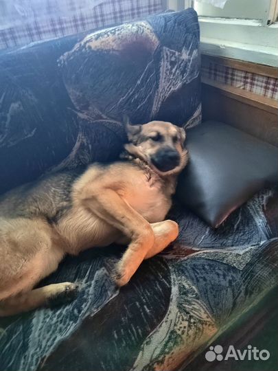 Добрая Бася в добрые руки