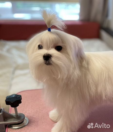 Мальтийская болонка мини