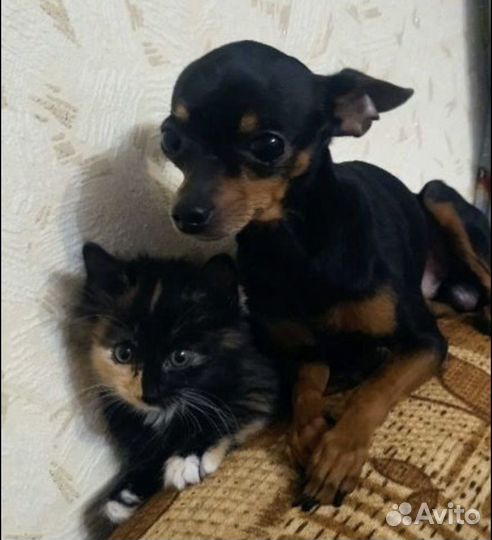 Щенок мини той-терьер (девочка)