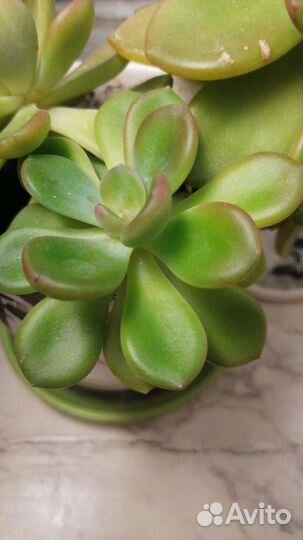 Суккулент пахифитум
