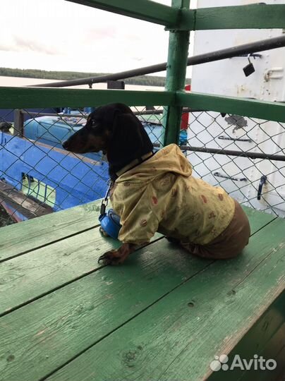 Такса Вязка