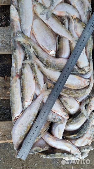 Ряпушка мороженая, брикетированная 18+