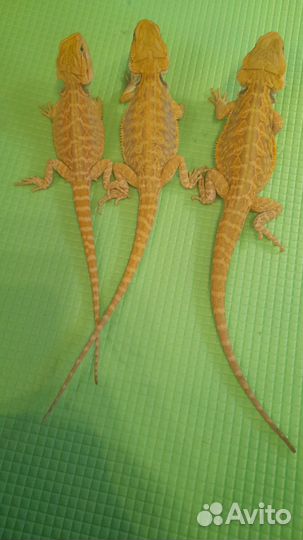 Агама Цитрус Leatherback