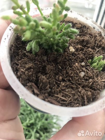 Рипсалис мезембриантемовый