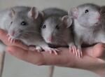 Крысята-детки породы дамбо