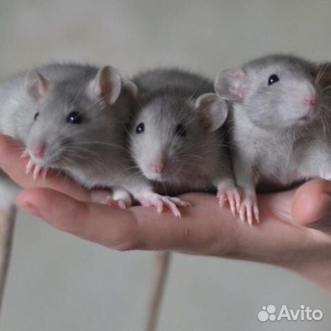 Крысята-детки породы дамбо объявление продам