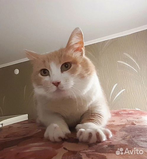 Ласковая Лизонька