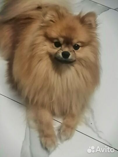 Вязка ищем девочку